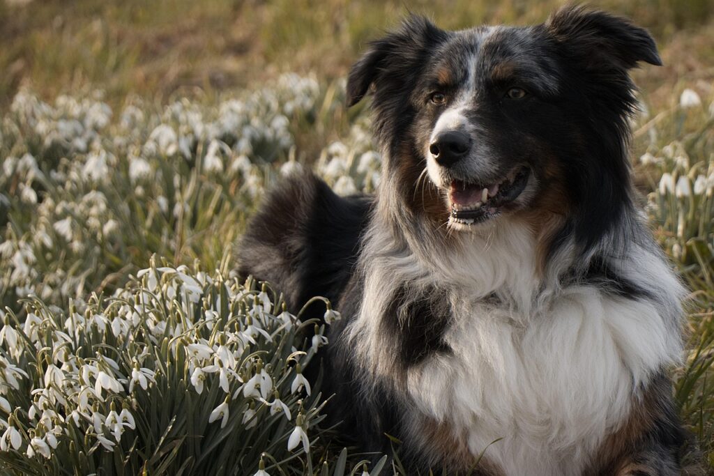 Australian Shepherd