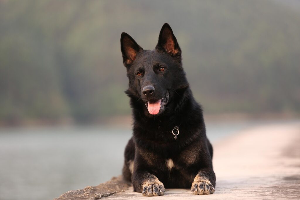 dog-3494478_1280