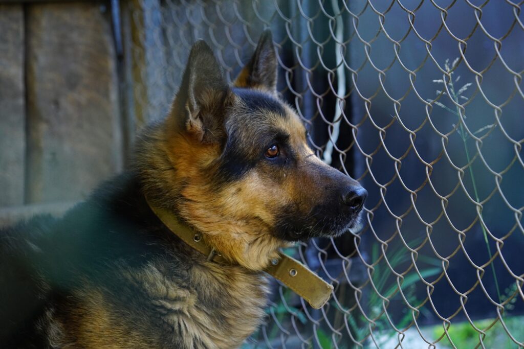 dog-3583967_1280