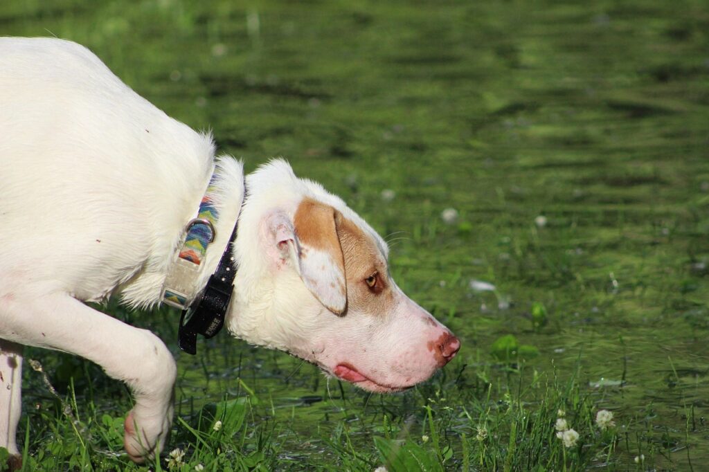Dog sniffing