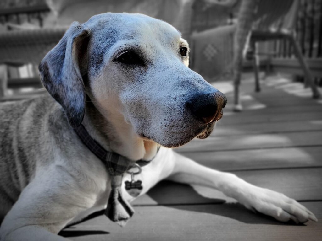 old dog