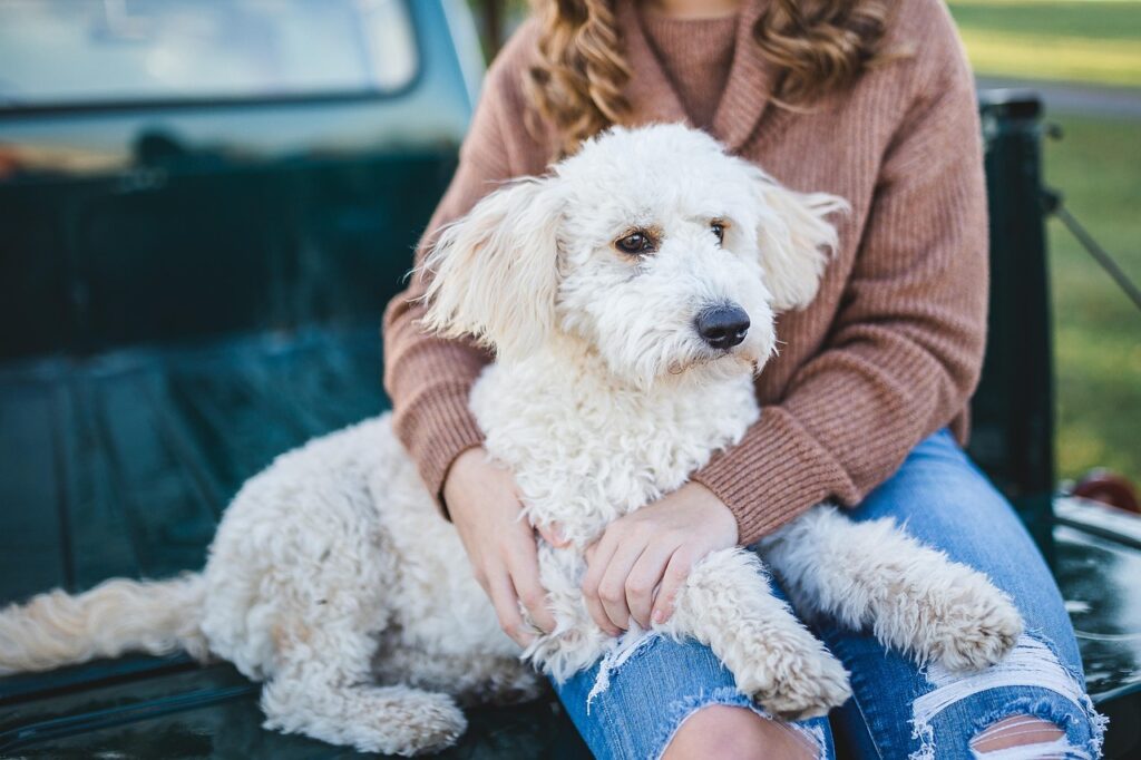 Dog with matted fur and dirty coat