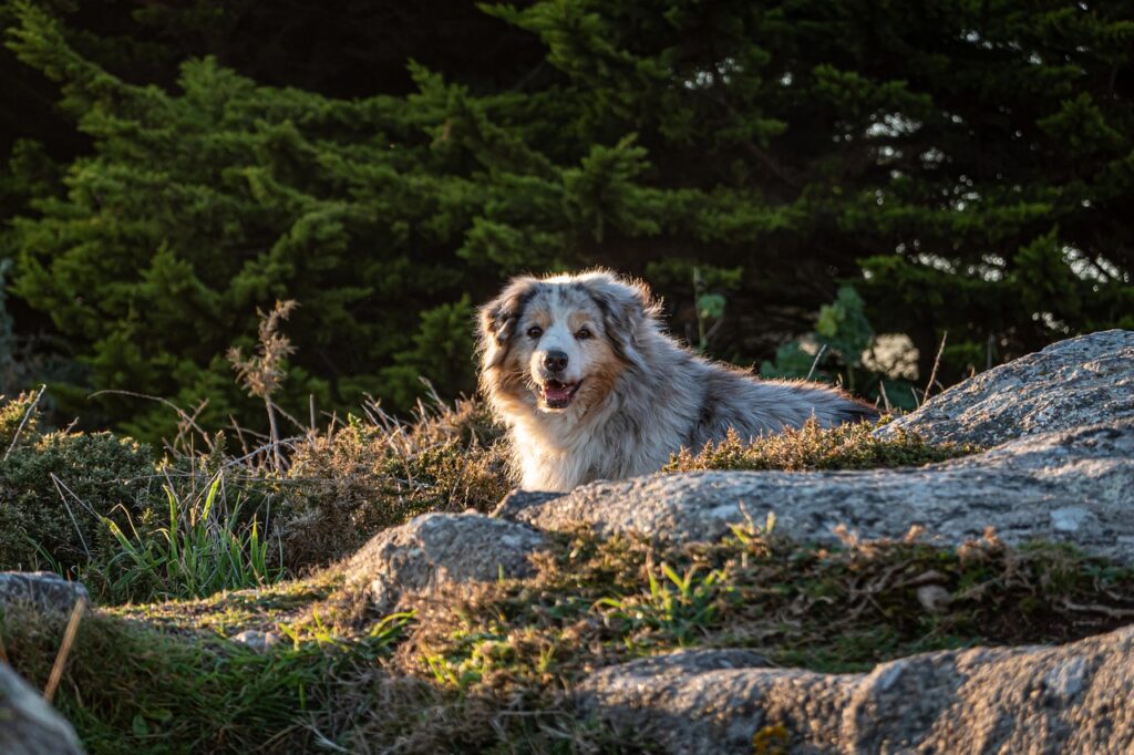 Happy dog