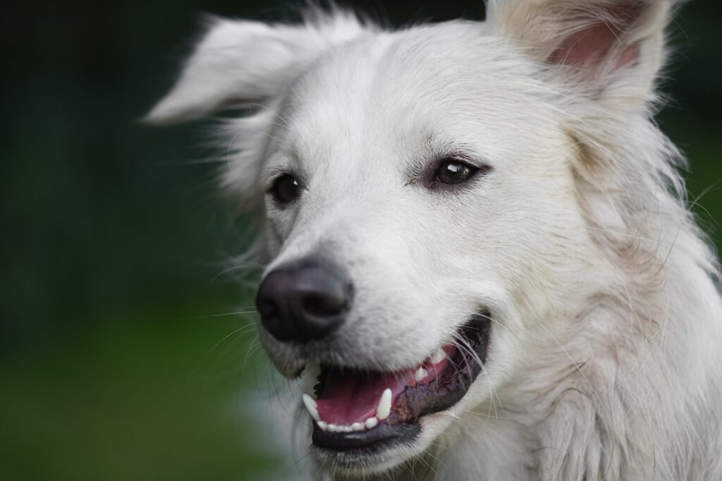 Dog breed