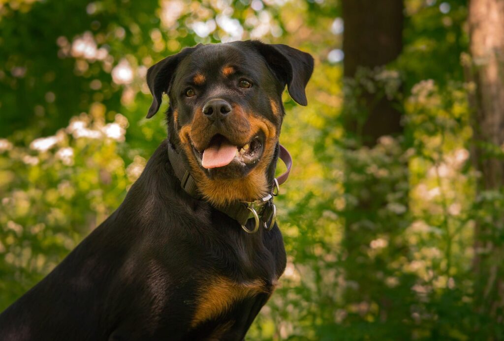 Rottweiler