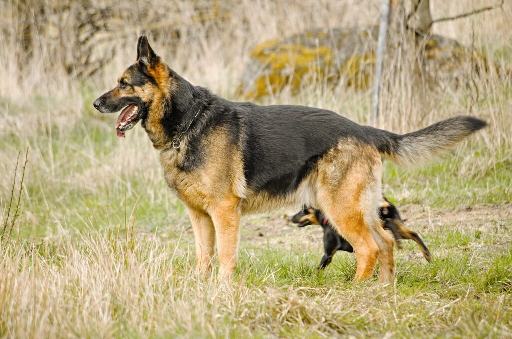 German shepherd