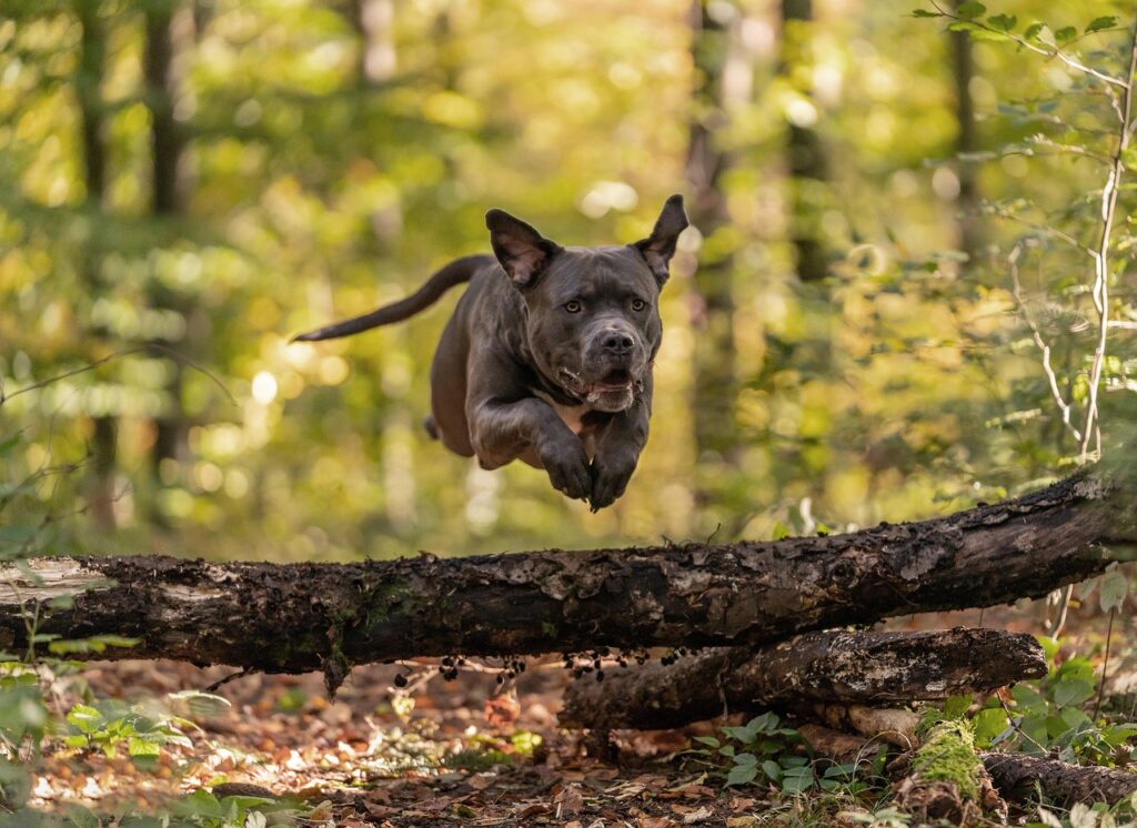 amrican bully