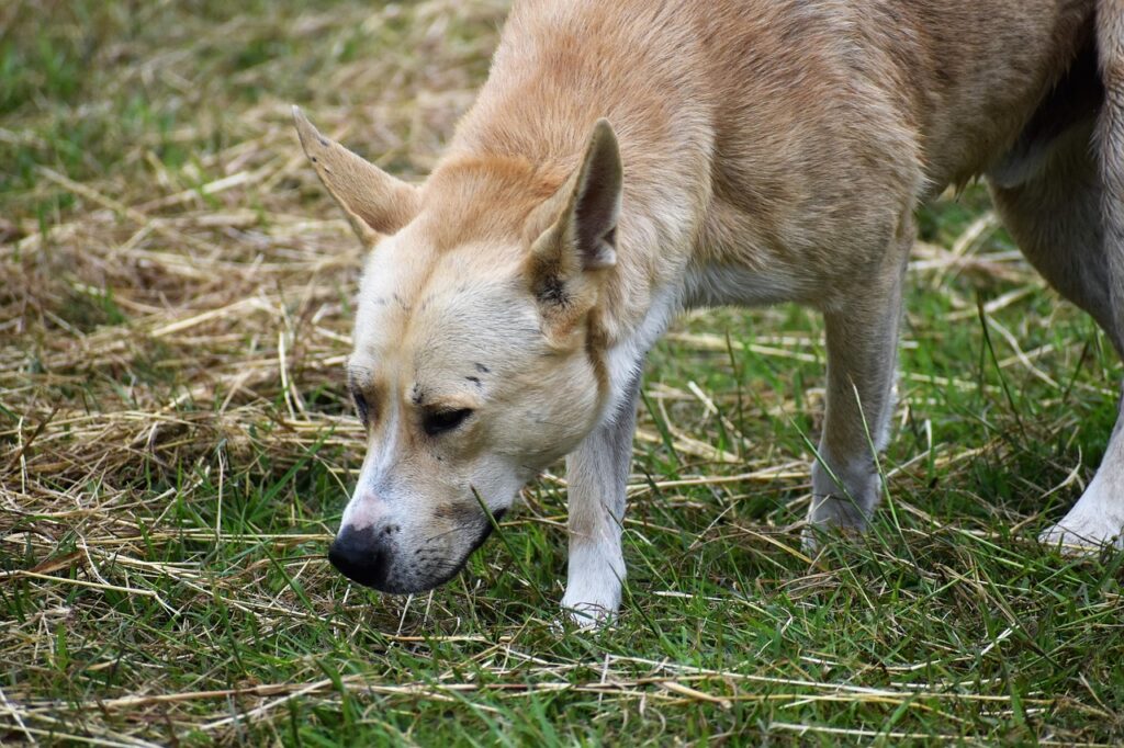 dog sniffing ground