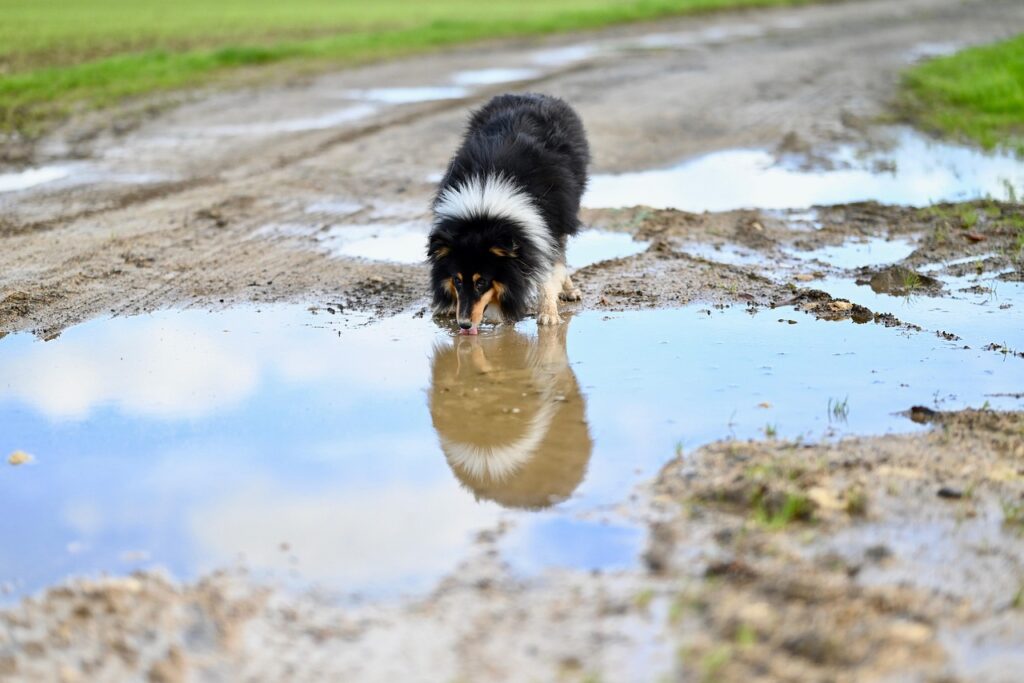 Dog drinking from puddle