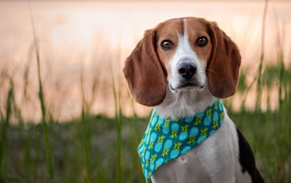 Beagle
