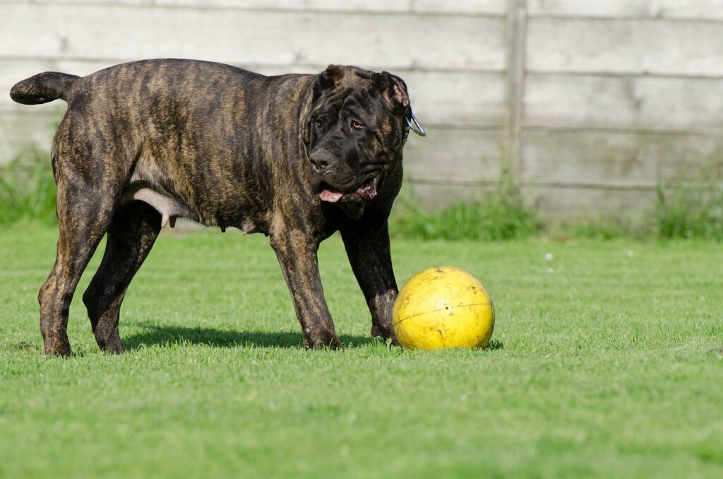 Presa Canario