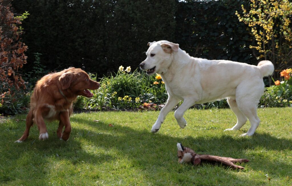 Labrador retriever hunting duck