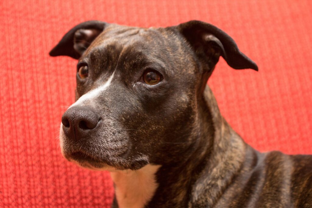 American Staffordshire Terrier