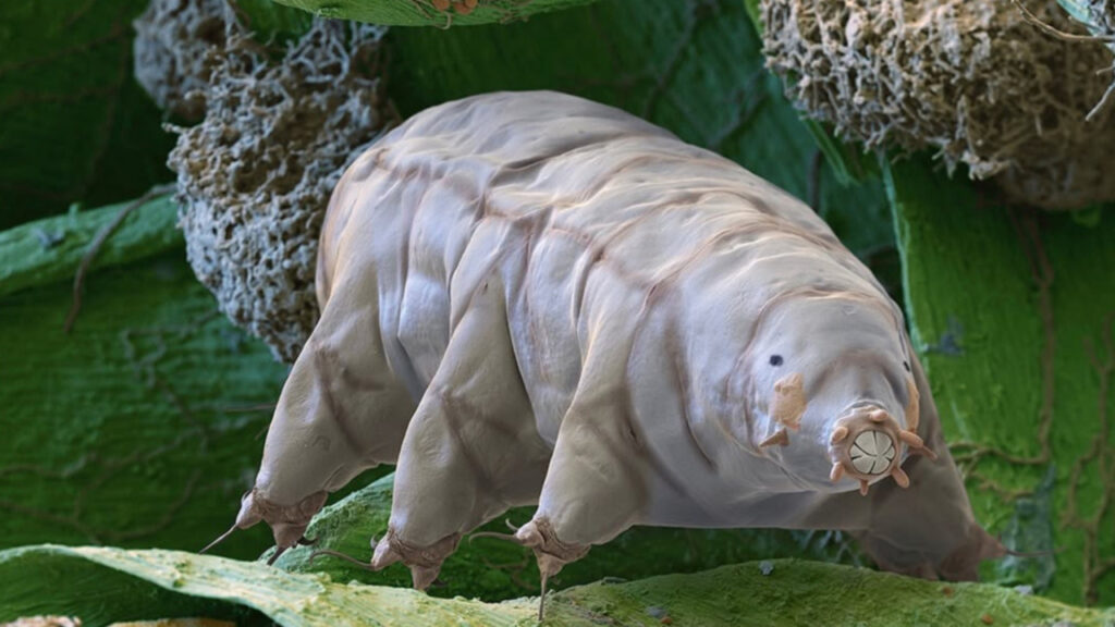 A Tardigrade