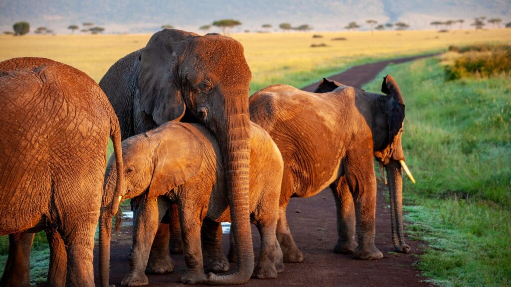 elephants