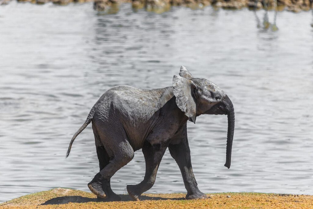 baby elephant-5015980_1280