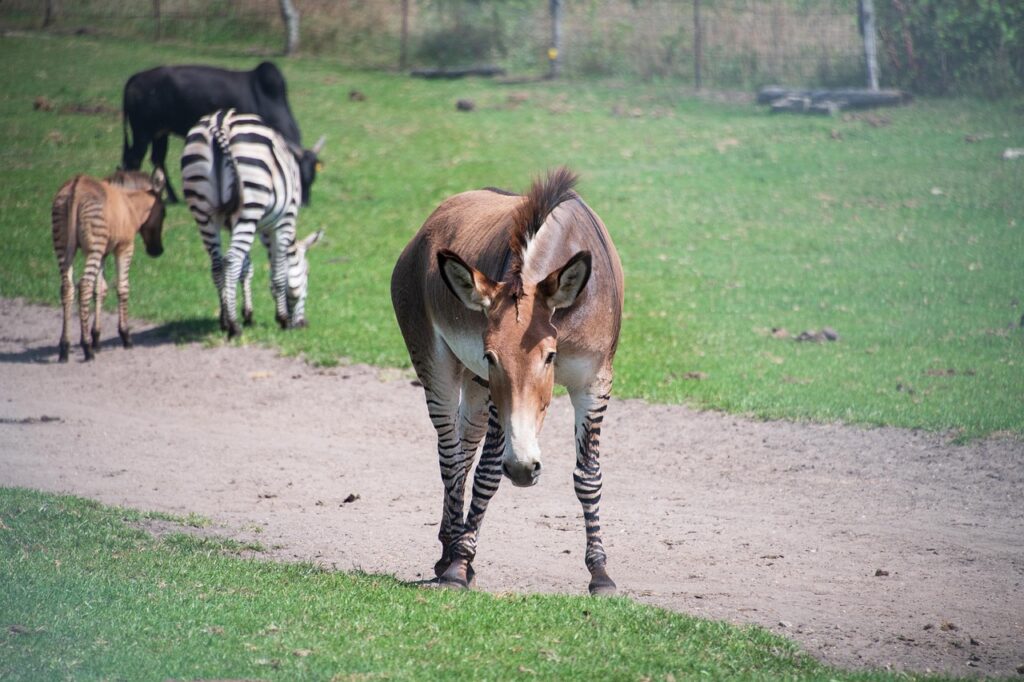 A zonkey