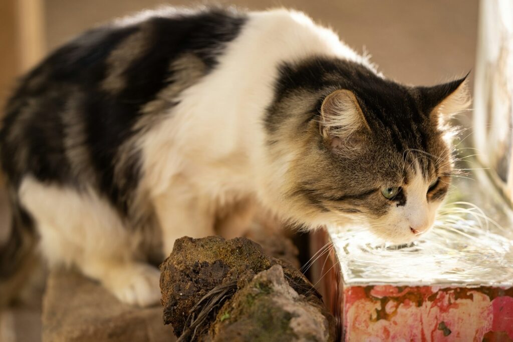 Cat Drinking
