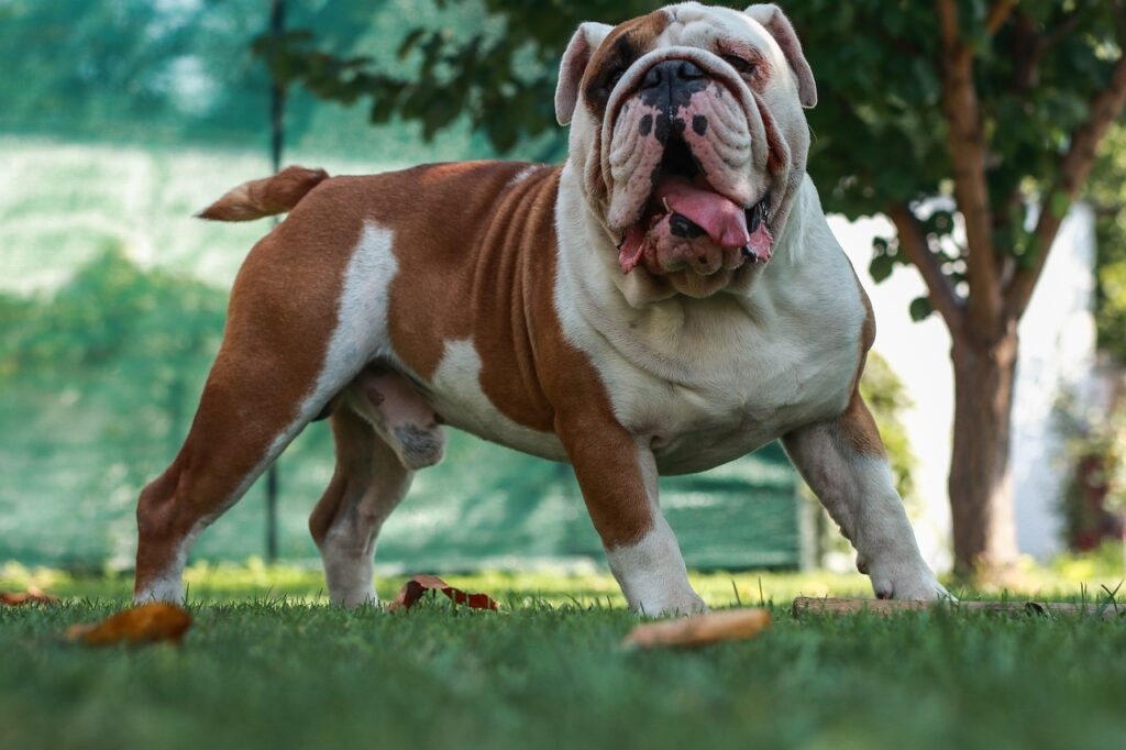 Bulldog