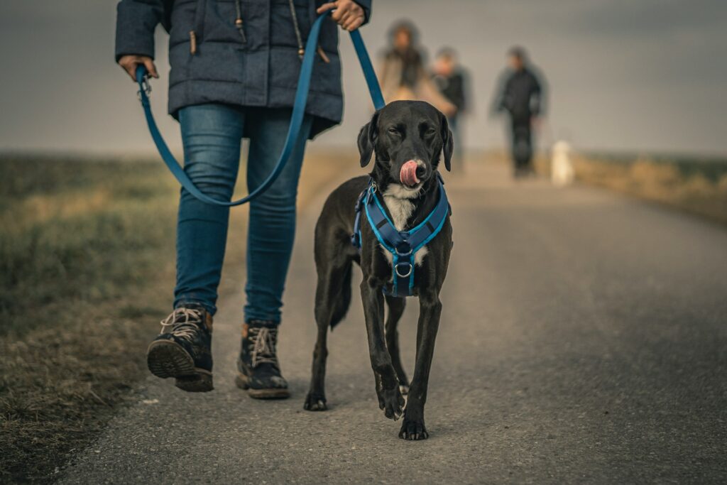 Dog leash