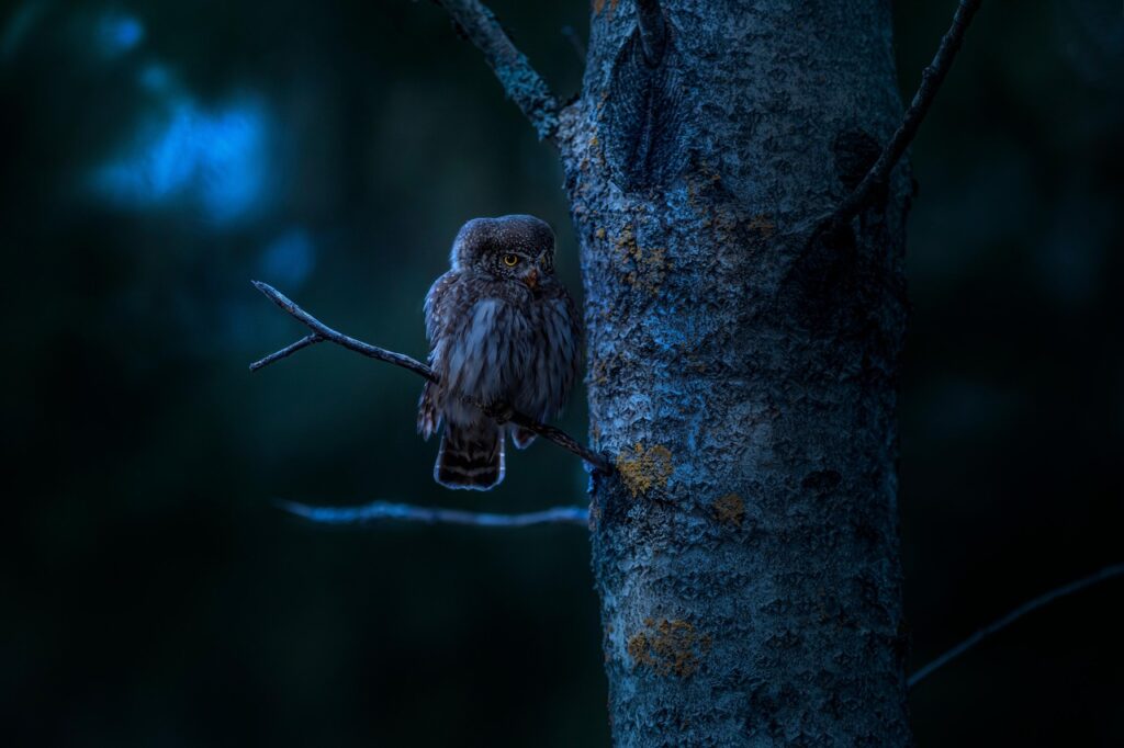 elf owl