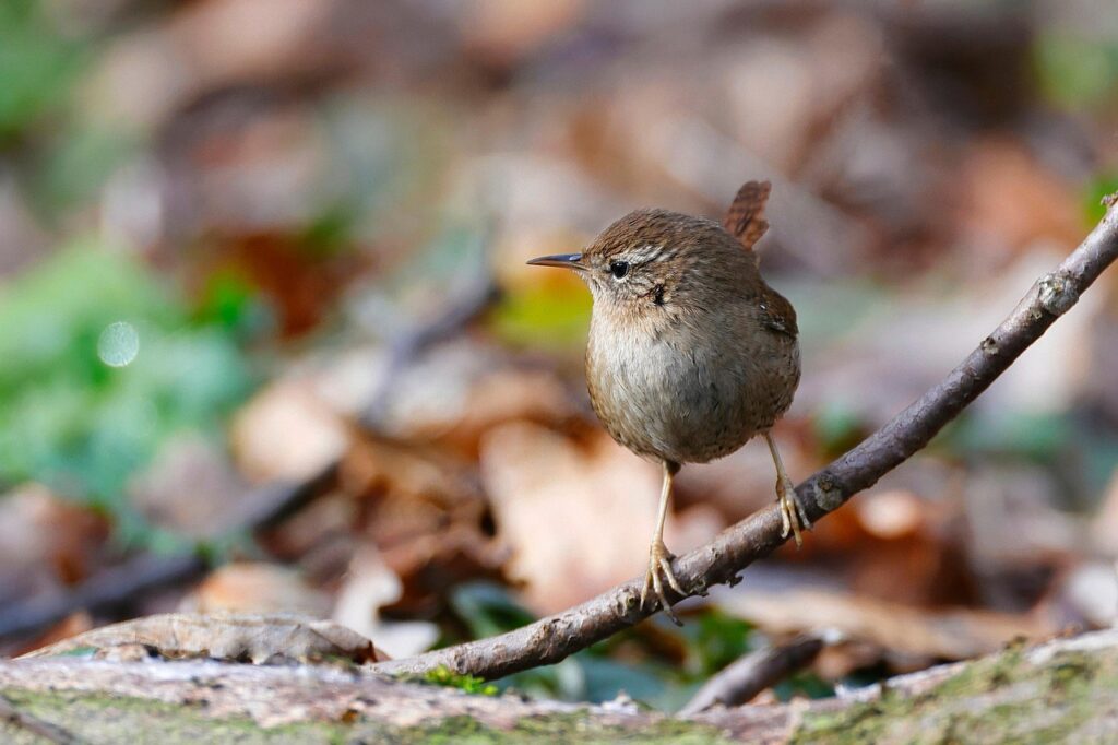 Wren bird