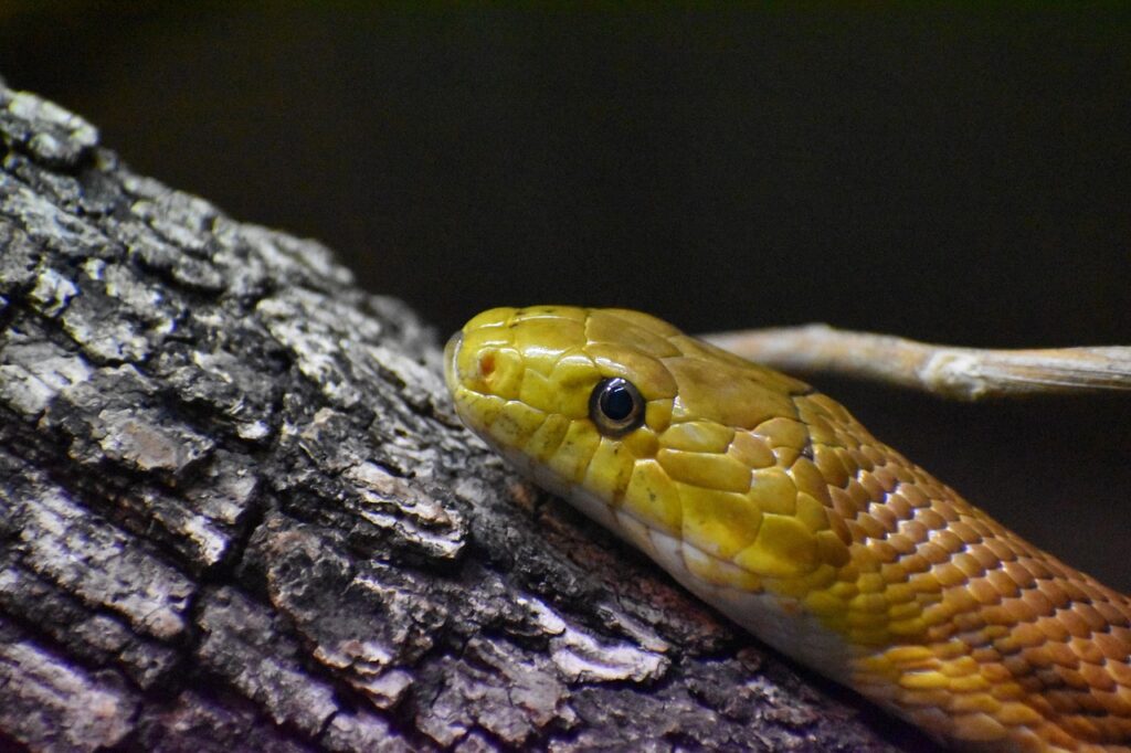 Rat snake close up