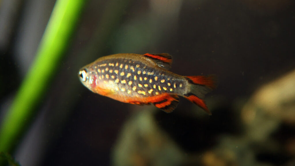 A Galaxy Rasbora
