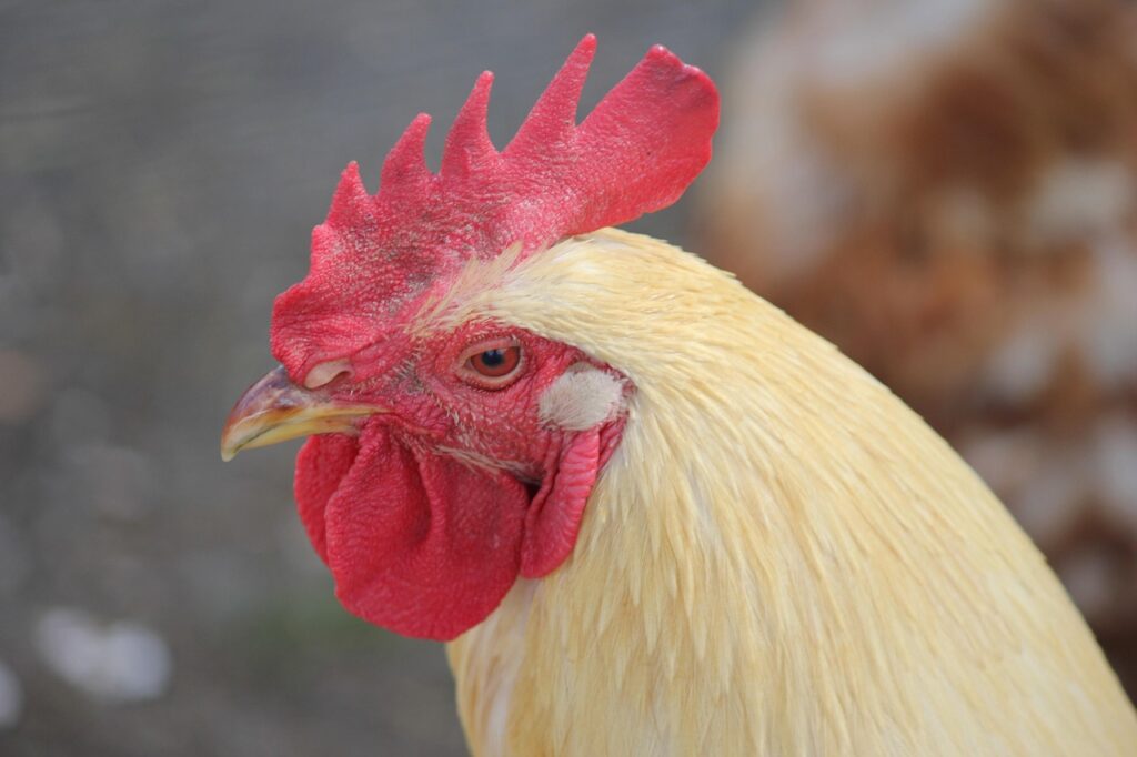 Chicken