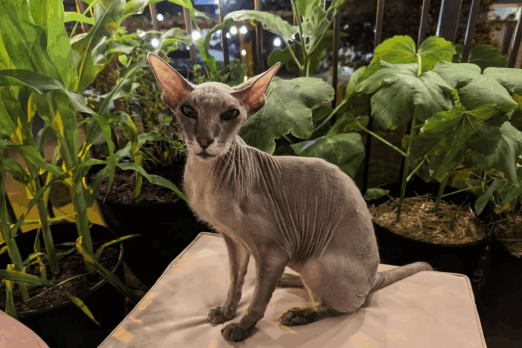 Peterbald
