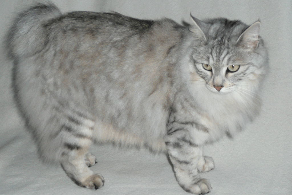 Kurilian Bobtail