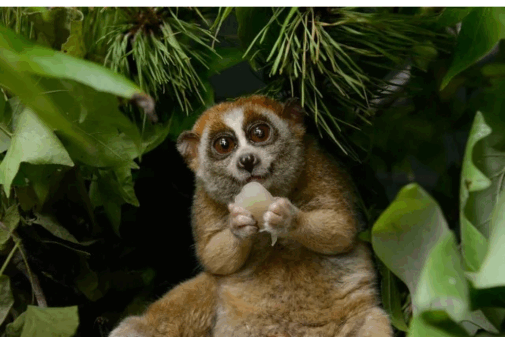 Pygmy Slow Lorises