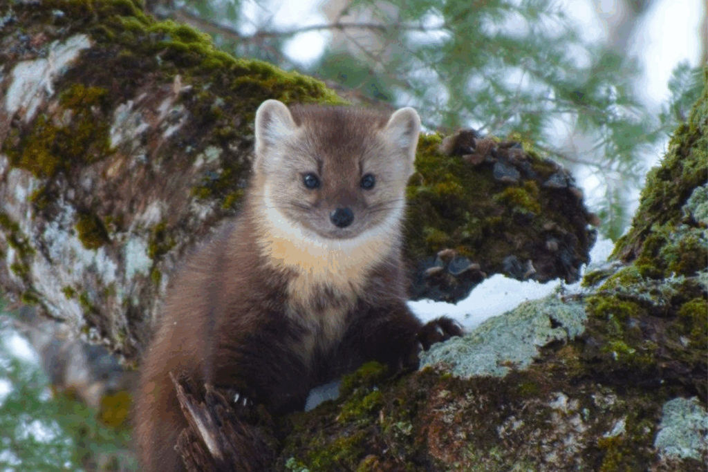 American Marten
