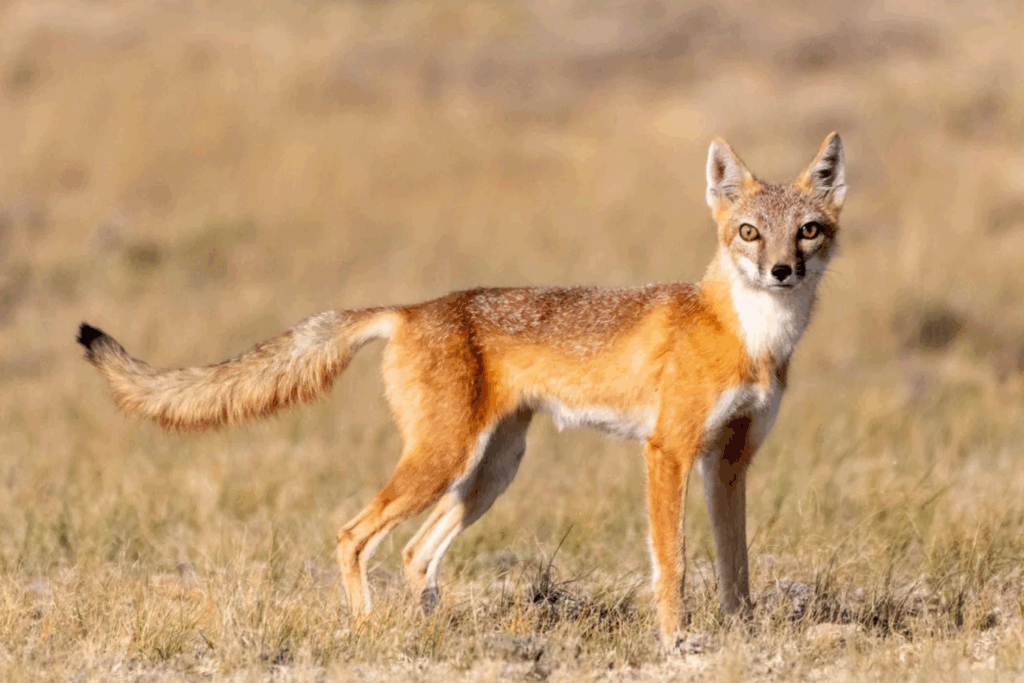Swift Fox