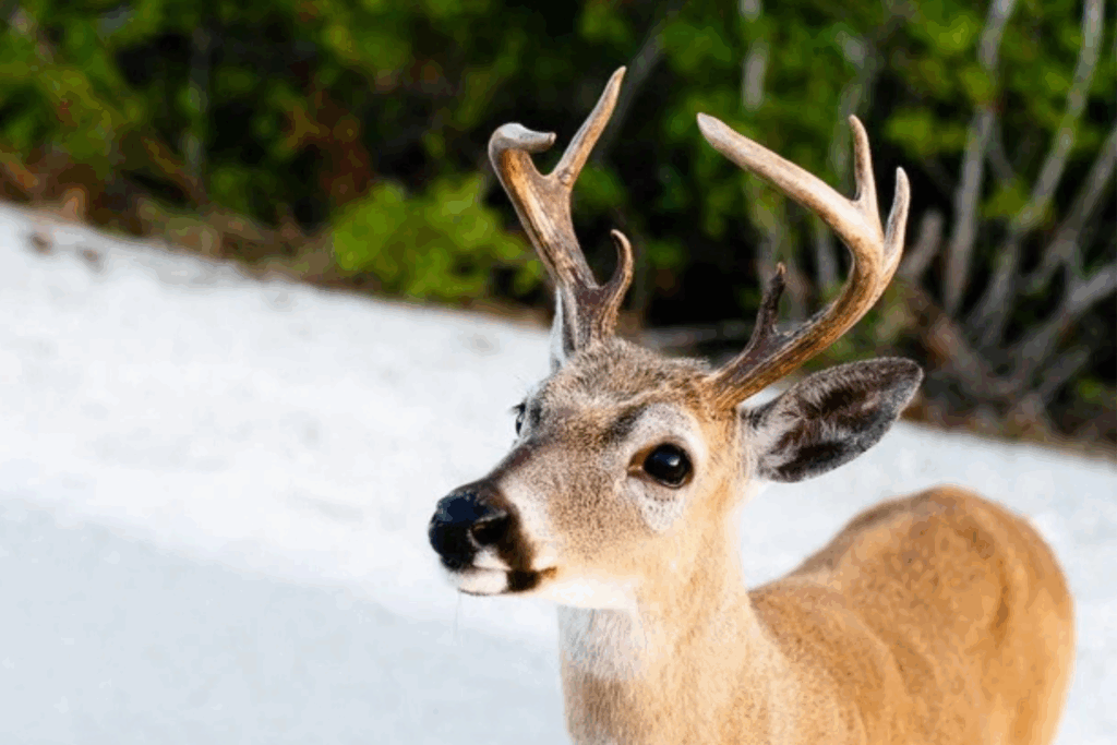 Key Deer