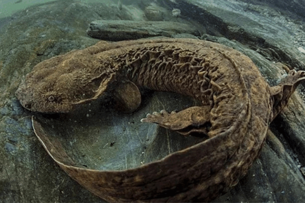 Hellbender Salamander