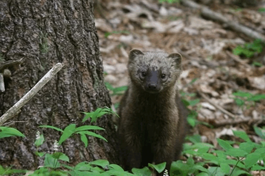 Fisher Cat