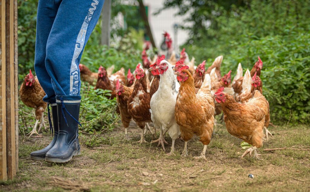 Chicken