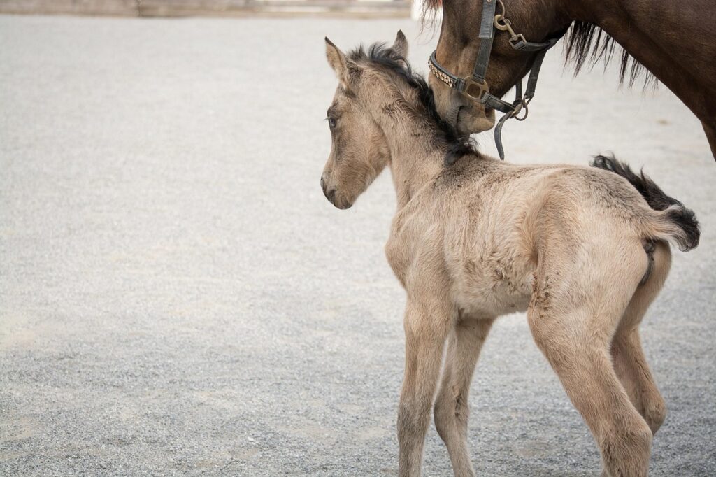foal-5238587_1280