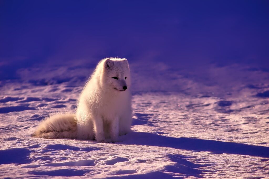 Arctic fox