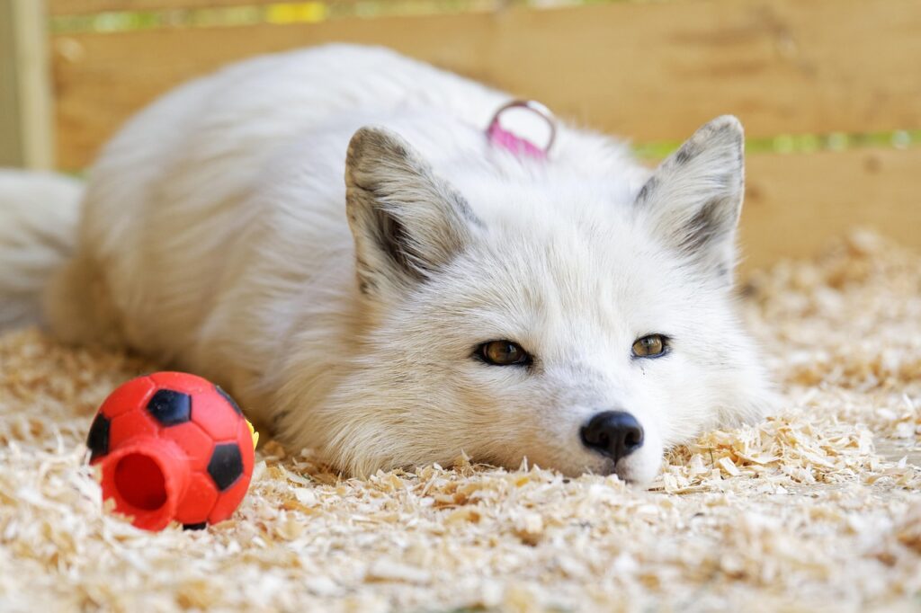 Pet fox