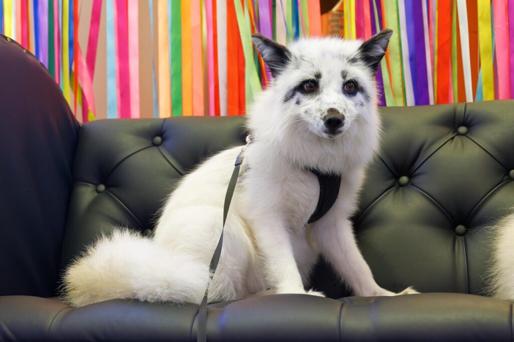 Pet fox