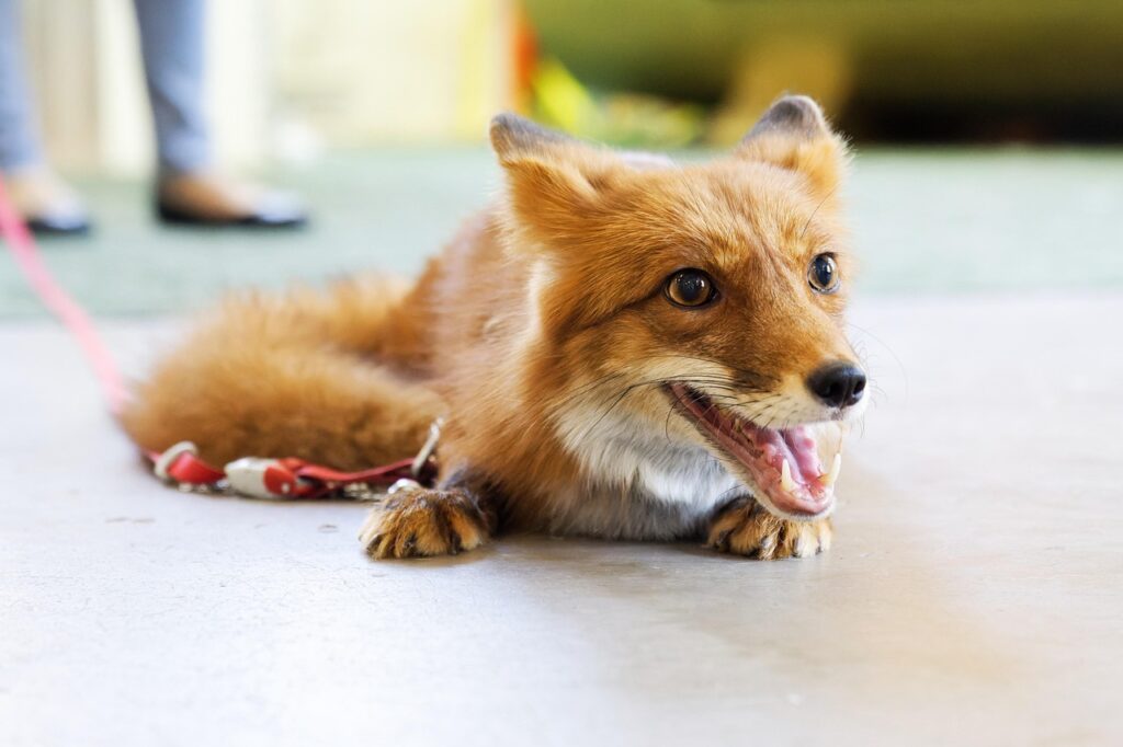 Red fox pet