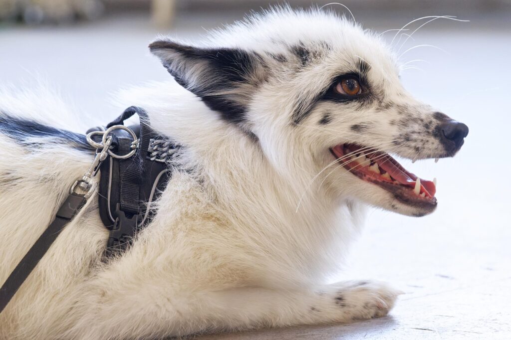 White pet fox