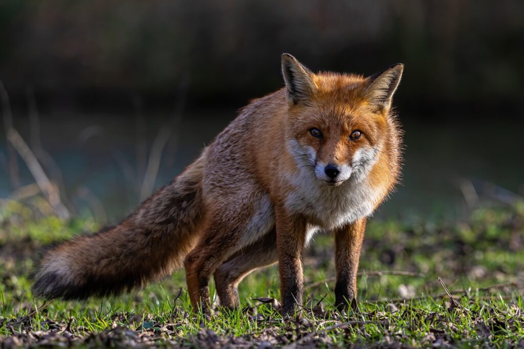 Fox in backyard