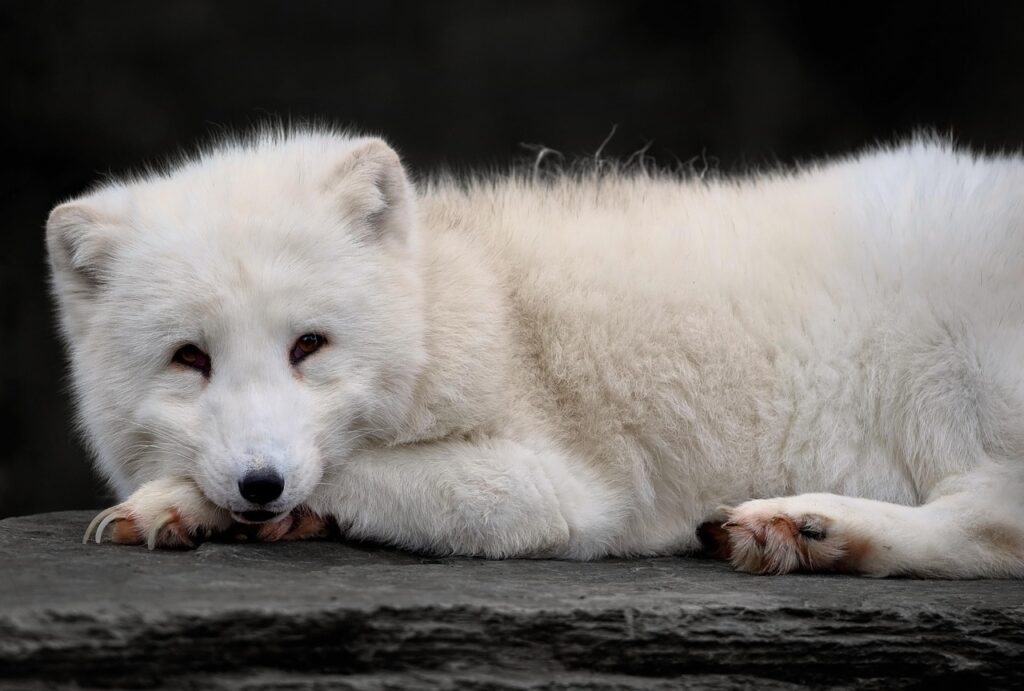 Polar fox