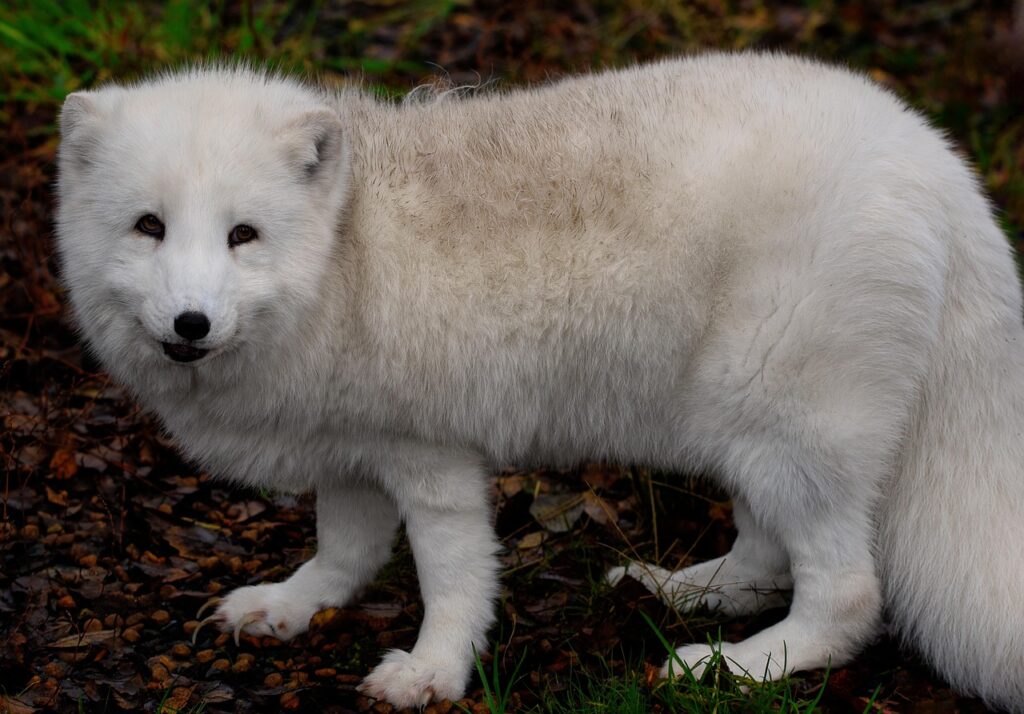 Polar Fox