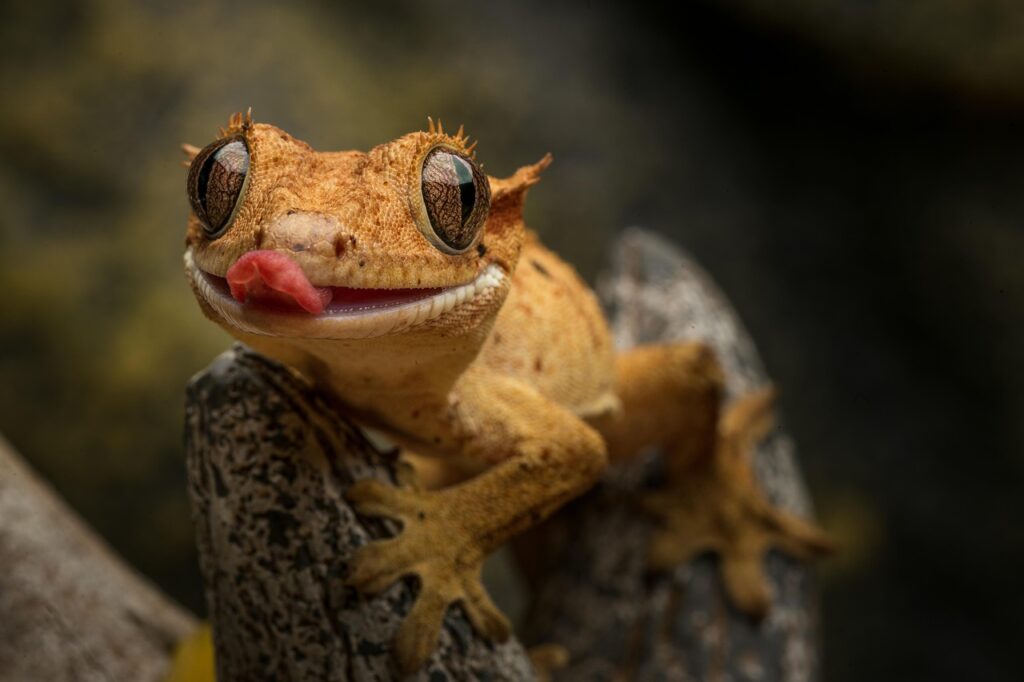 Cose up gecko tongue flicking rapid reptile tongue