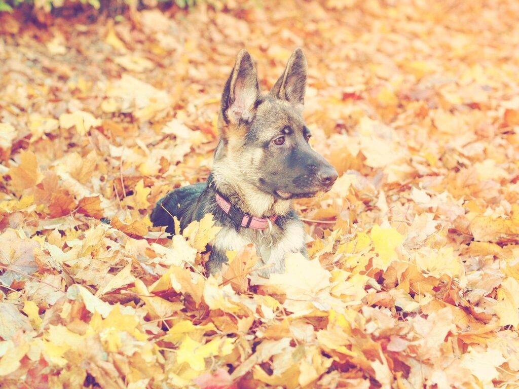 german-shepherd-1022402_1280
