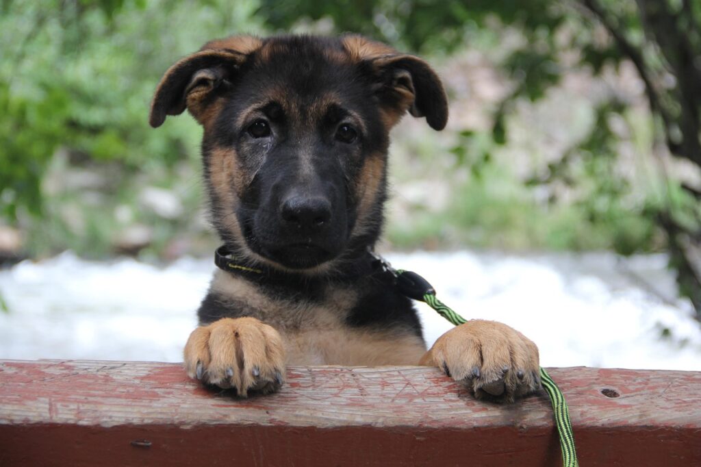 german-shepherd-4614457_1280